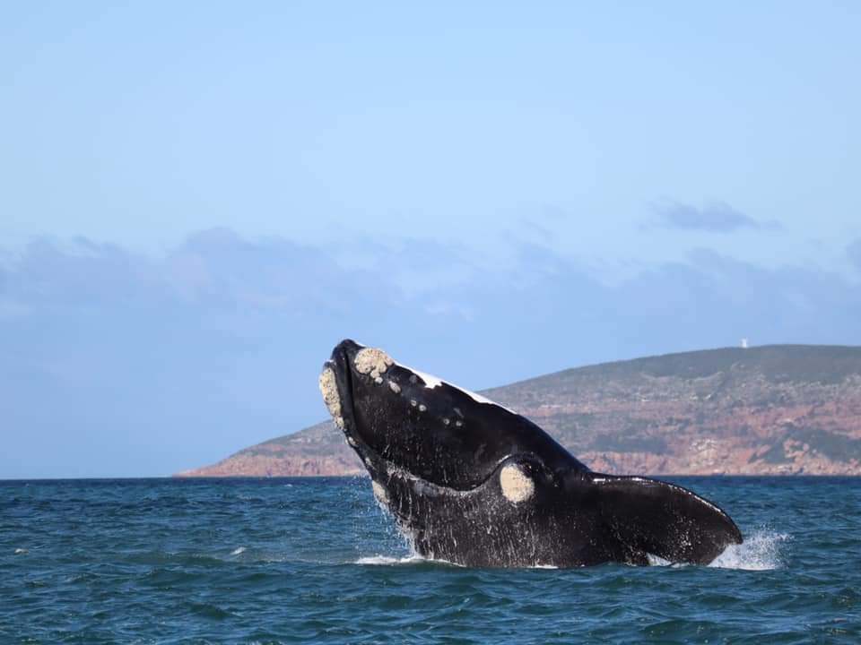 Whale breaching in front of Robberg Peninsula